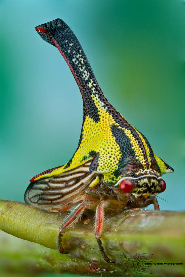 Umbonia Spinosa