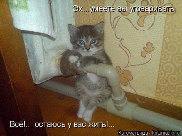 Свежая котоматрица (35 фото)
