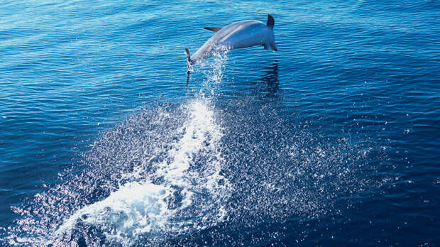 Более 120 дельфинов выбросились на берег у мыса Код в США