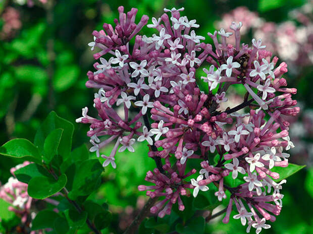 Сирень Мейера (Syringa meyeri)