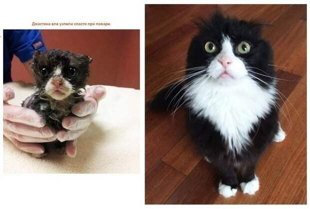 Спасенные кошки, которых подобрали и полюбили. Фото до и после.