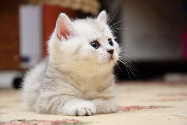 Забавные котята