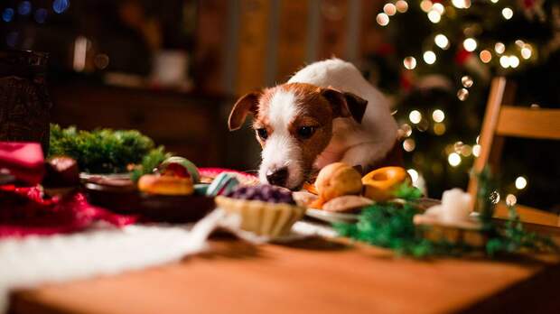 «Зоооливье»: как приготовить новогоднее и безопасное угощение для питомца