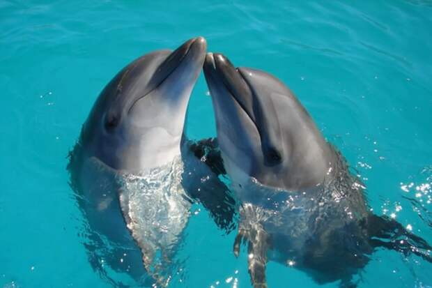 Милейшие факты о дельфинах