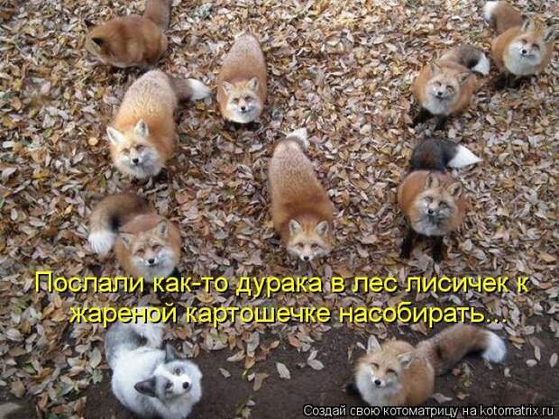 Лучшие котоматрицы за неделю