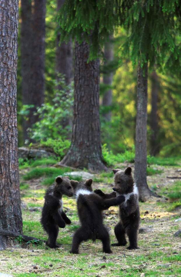 Weighing-Biggest-Bear-In-Finland (10)