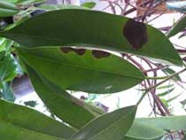 Сажистый грибок на фикусе. На фикусе появились коричневые пятна на листьях. На фикусе появились коричневые пятна на листьях. На фикусе появились коричневые пятна на листьях. Фикус тинеке болезни.