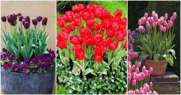 Тюльпаны — великолепное украшение весеннего сада: самые красивые идеи клумб