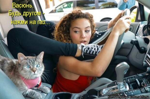 Лучшие котоматрицы недели (50 фото)