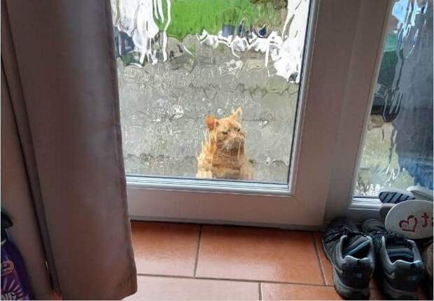 Фотография: Мой дом, не мой кот: фото о котах, которые гуляют по чужим домам №2 - BigPicture.ru