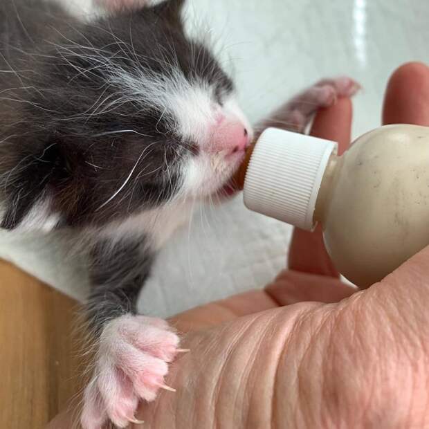 котенок кушает