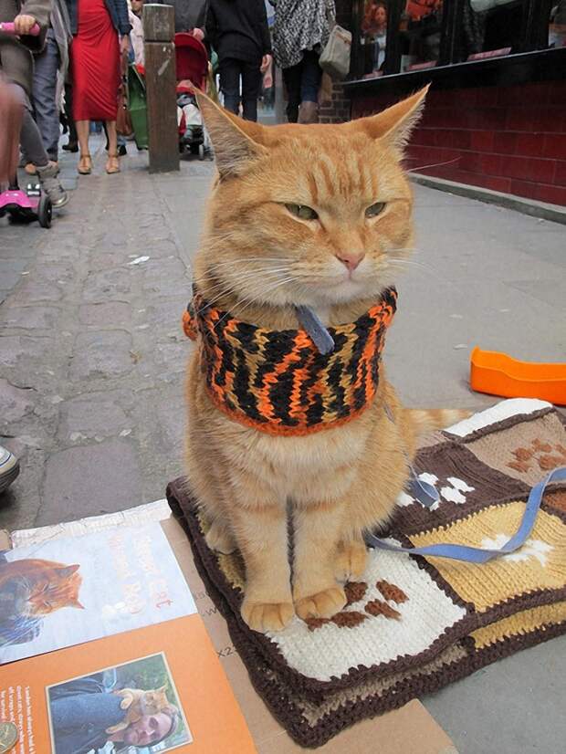 Bobthecat17 Рыжий кот Боб
