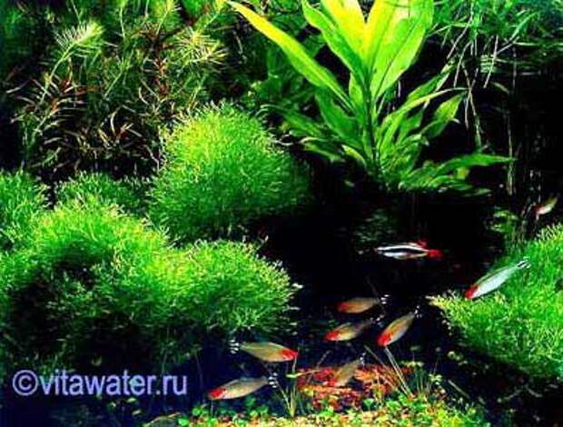 Аквариум