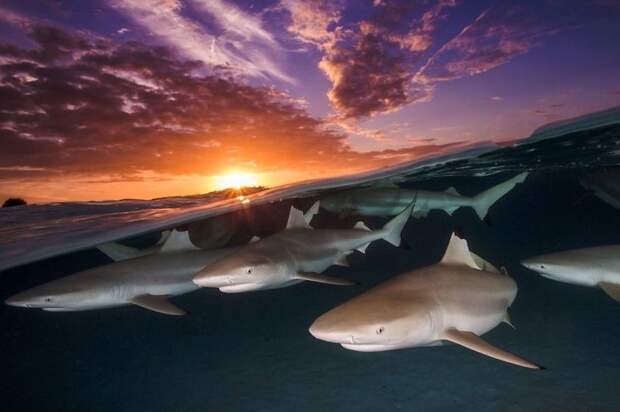 Крутые победители конкурса подводной фотографии Underwater Photographer Of The Year