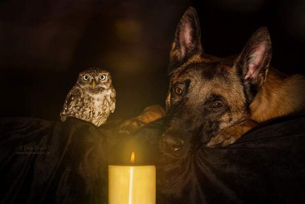 558055-900-1458032069-ingo-else-dog-owl-friendship-tanja-brandt-1