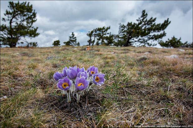 Весенние цветы на склонах Ай-Петри