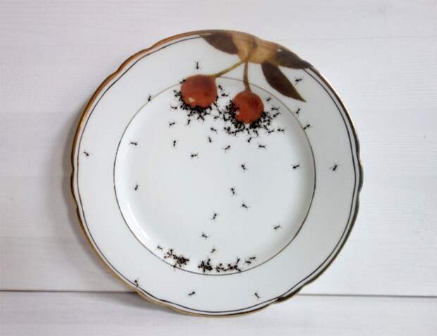 Нашествие муравьев.