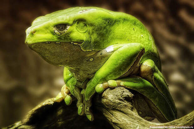 Портреты животных