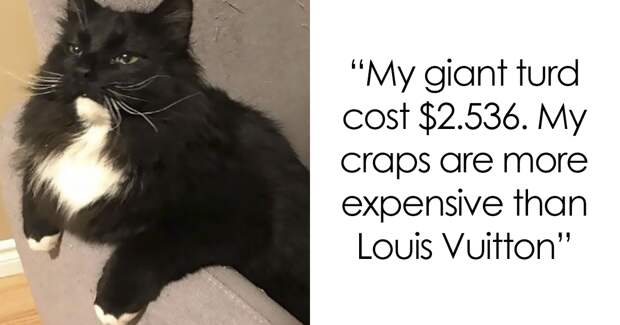 Cat Owners Are Shaming Their Cats For Their ‘Crimes’ And It’s Too Entertaining To Read
