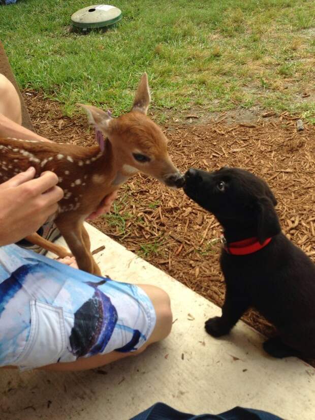 And this fawn meeting her new best friend.