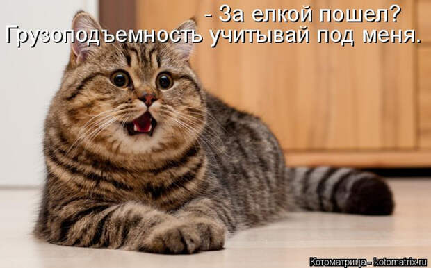 kotomatritsa_49 (700x436, 267Kb)