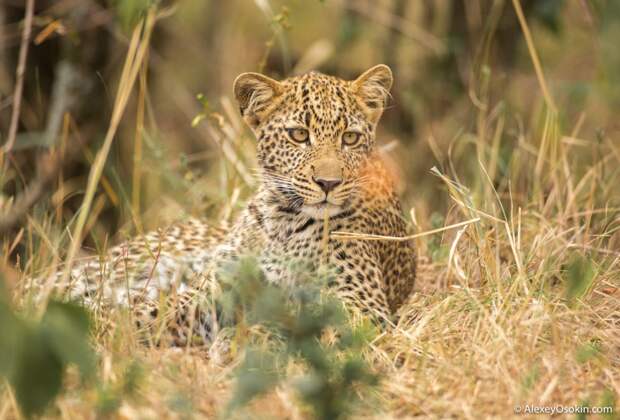 Young Leopard, jul.2017--18.jpg