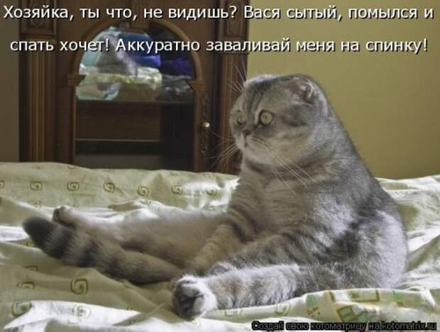 Новые котоматрицы для настроения (32 шт)