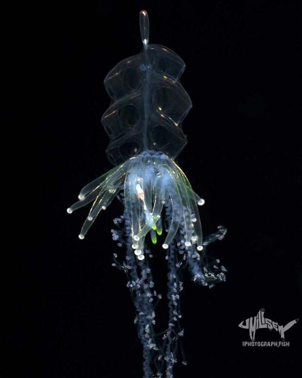 Чем меньше существо, тем оно причудливее: Фотограф показал, как выглядят необычные обитатели морских глубин Джефф Милисен, в мире, глубина, красота, монстры, под водой, фото, фотограф
