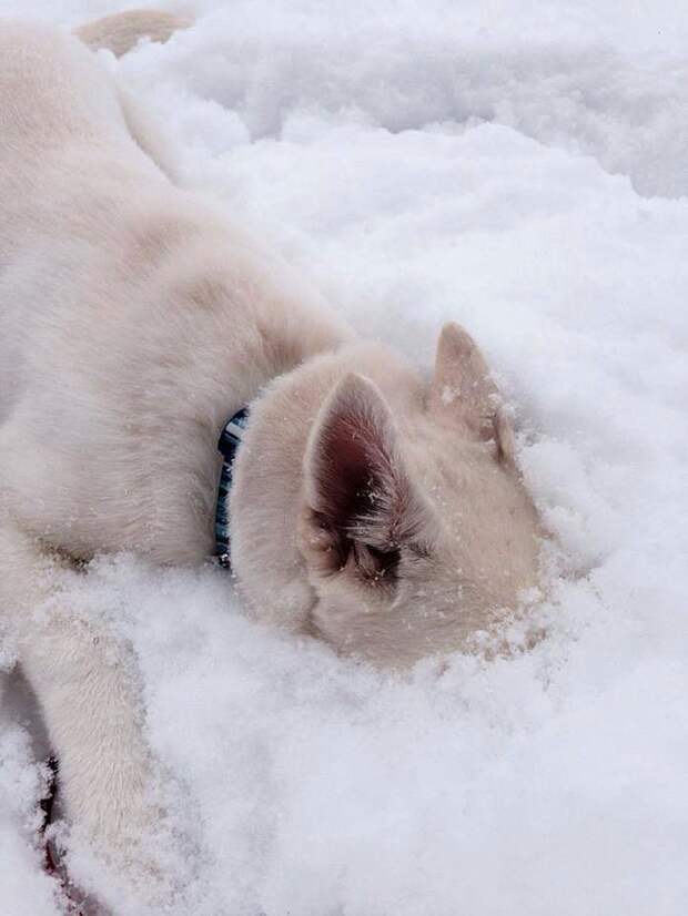 животные впервые в жизни видят снег (12)