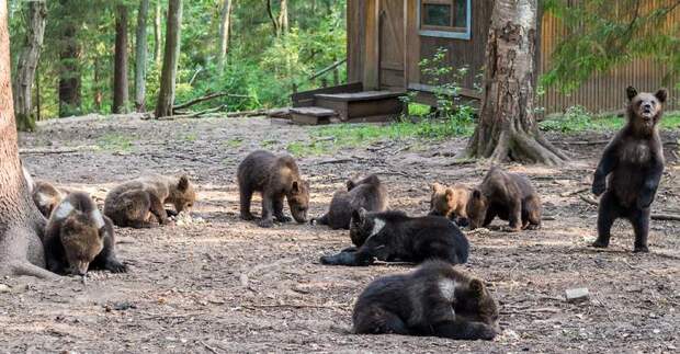 Центр спасения медведей в Тверской области