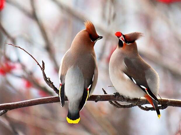 Свиристели очень прожорливые птицы, постоянно находятся в состоянии непрерывного поглощения ягод.