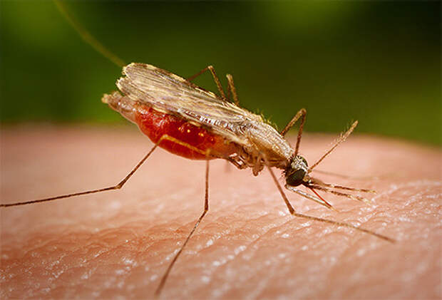 Малярийный комар отличается от обычного своим внешим видом и манерой держать свое тело при укусе