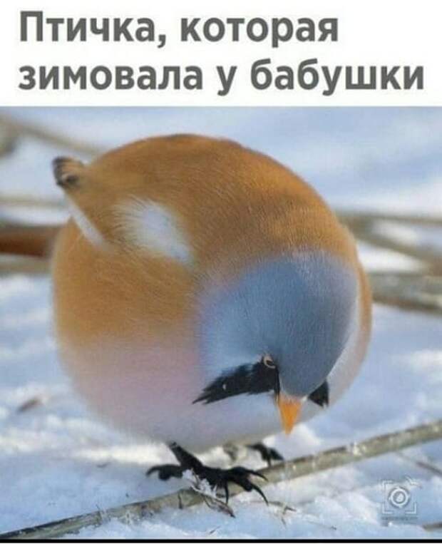 18 классных анекдотов и шуток в картинках, чтоб посмеяться от души