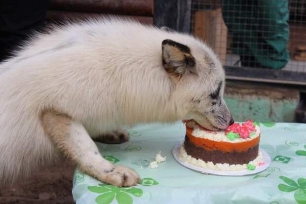 Торт для лисы Роев ручей, весна, день рождения, животные, красноярск, лиса
