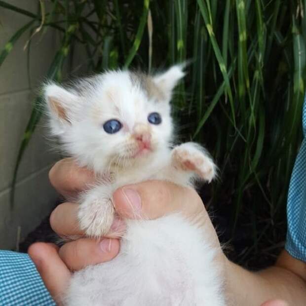 Испуганный котенок Котенок трехцветный