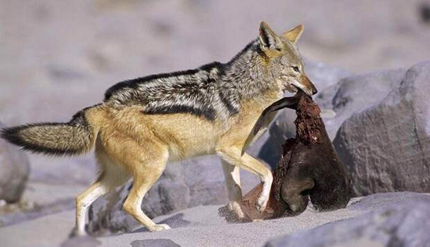 Между Табаки и Анубисом Шакалы, волк, животное, описание, поведение, природа, фото, шакал