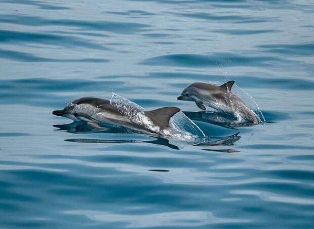 Дельфины гибнут на Кубани из-за инфекций, загрязнения и сетей: браконьерство маловероятно