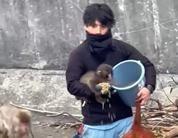 Макака-сирота Панч примерил на себе роль кормильца стаи