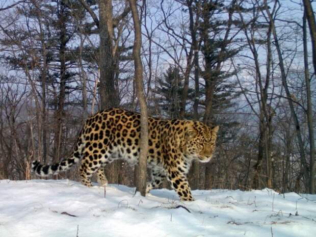 Леопард Валера, названный в честь советского хоккеиста Валерия Харламова Земля леопарда, видео, животные, интересное, фотоловушка