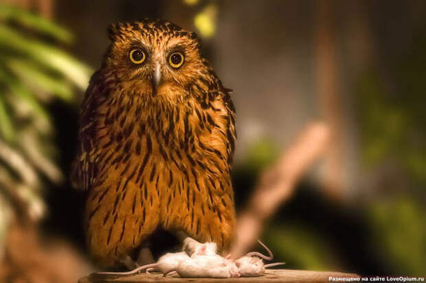 Портреты животных