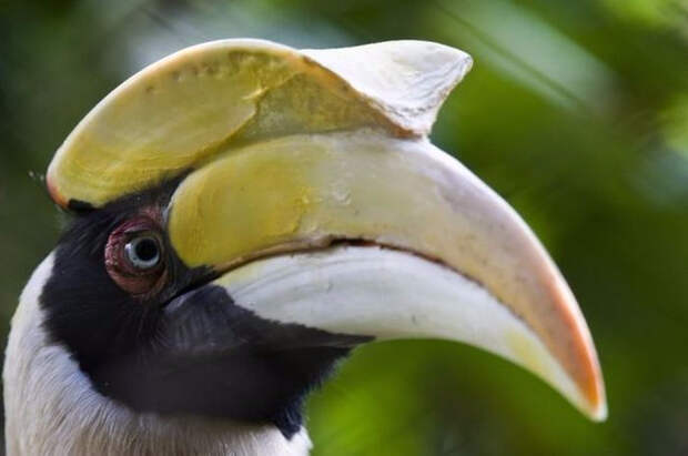 Birds_8 (700x465, 191Kb)