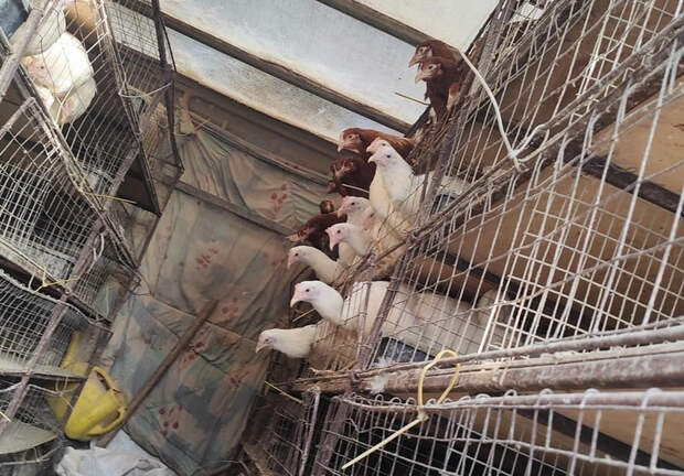 Под Смоленском уничтожили сотню кур