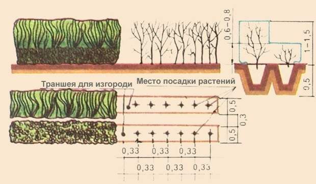Технология посадки кустов боярышника для живой изгороди