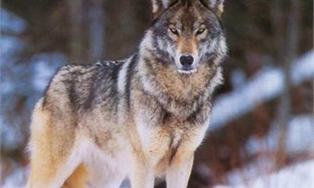 На севере Кировской области волки загрызли собаку