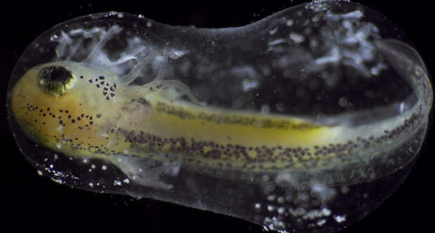 Timelapse single cell becoming organism jan van ijken 10