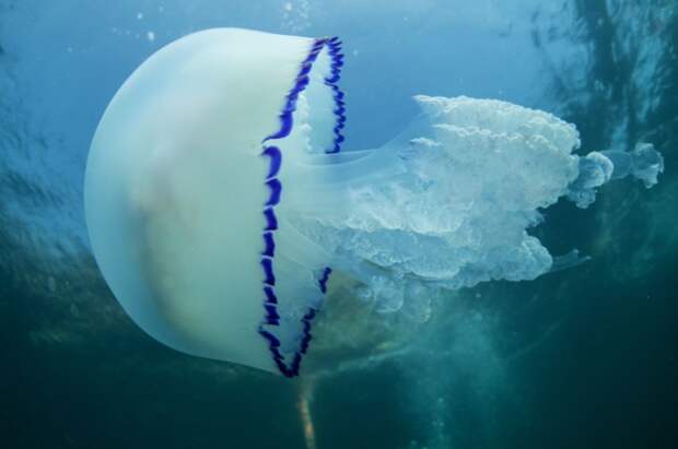 Украинский губернатор предложил судиться с РФ из-за нашествия медуз в море...
