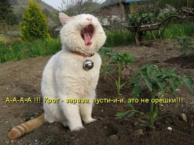 Котоматрицы