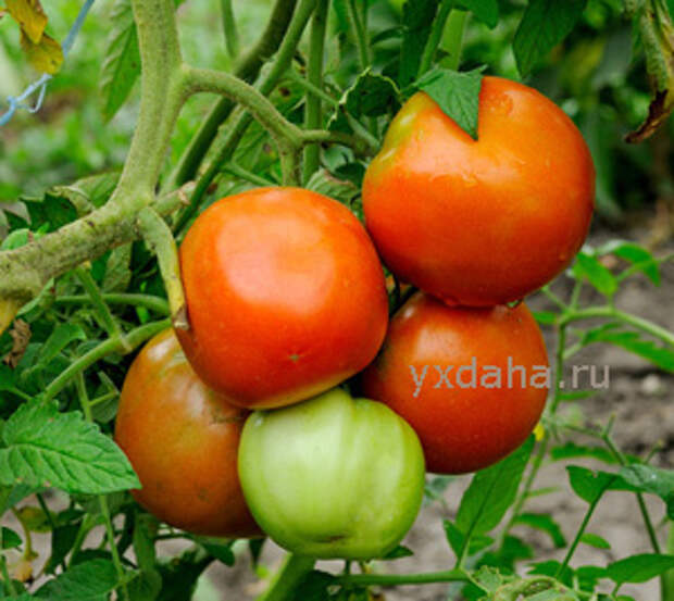 крупные помидоры на ветке