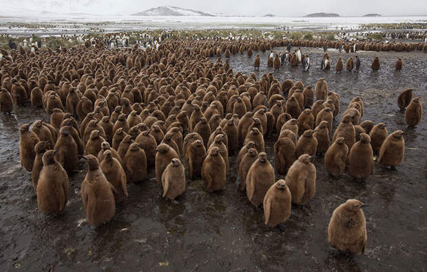 Пингвины в Антарктиде