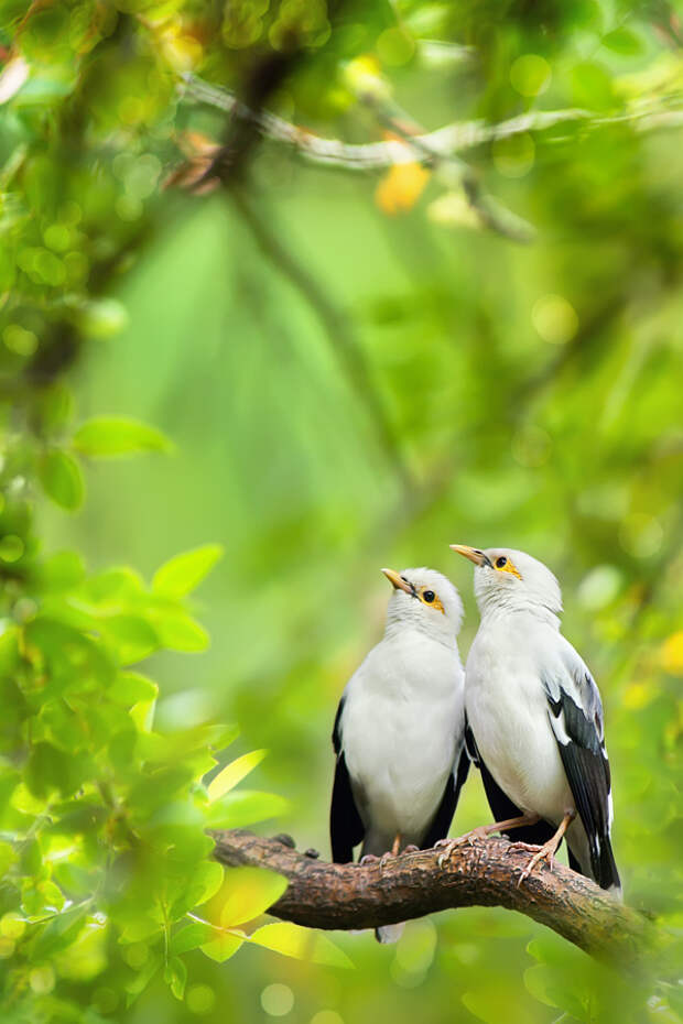 Born of a couple～天生一對 ～, автор — FuYi Chen на 500px.com